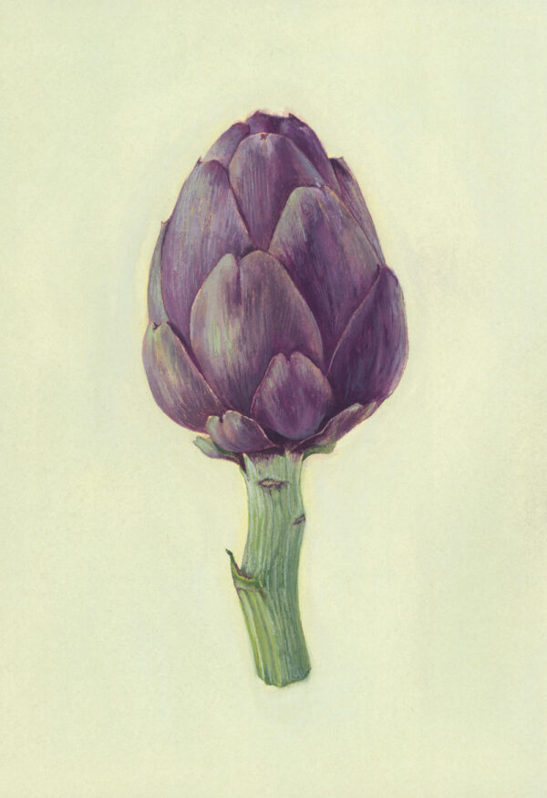 Artichoke - Art Print