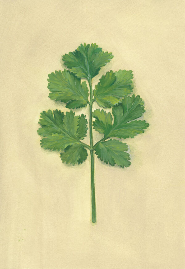 Coriander - Art Print